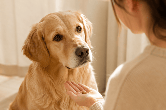 What Makes a Good Training Treat for Dogs? A Guide for Thoughtful Pet Parents - furrfinds.com